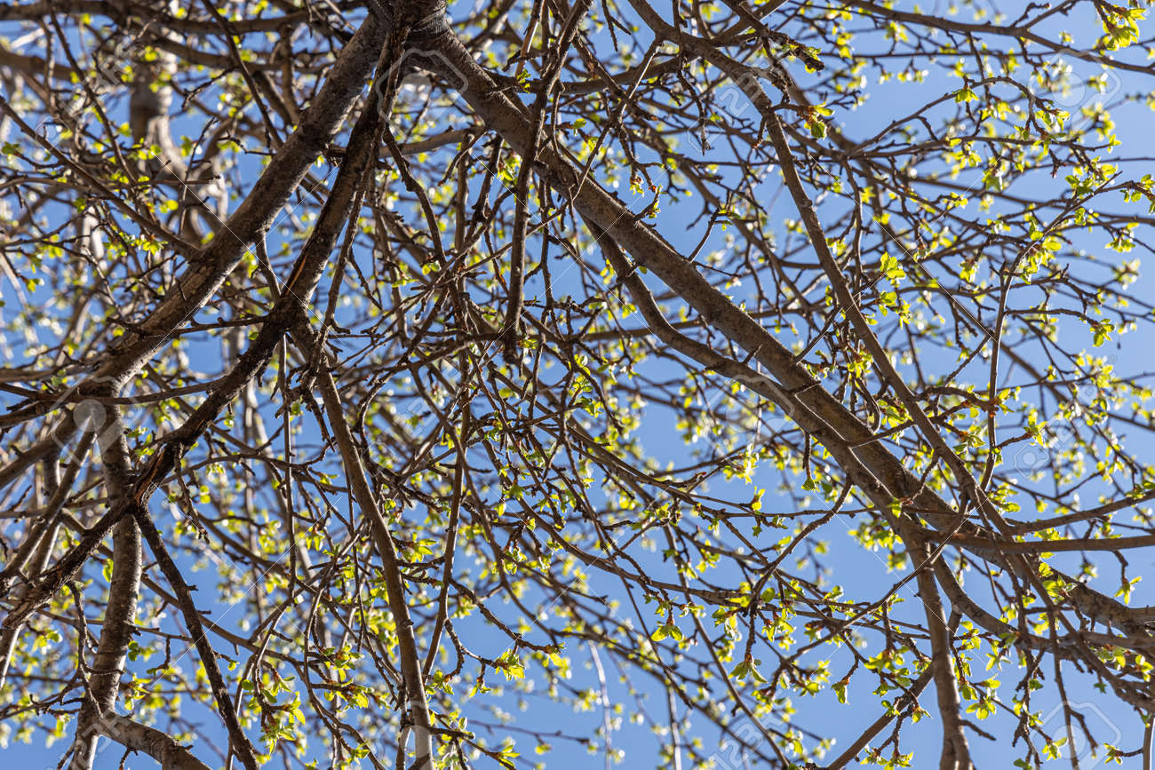 The Apple branches with green fresh leaves and buds is on a blurred background in a park in spring on the blue sky background - 168626993 The Apple branches with green fresh leaves and buds is on a blurred background in a park in spring on the blue sky background - 168626993