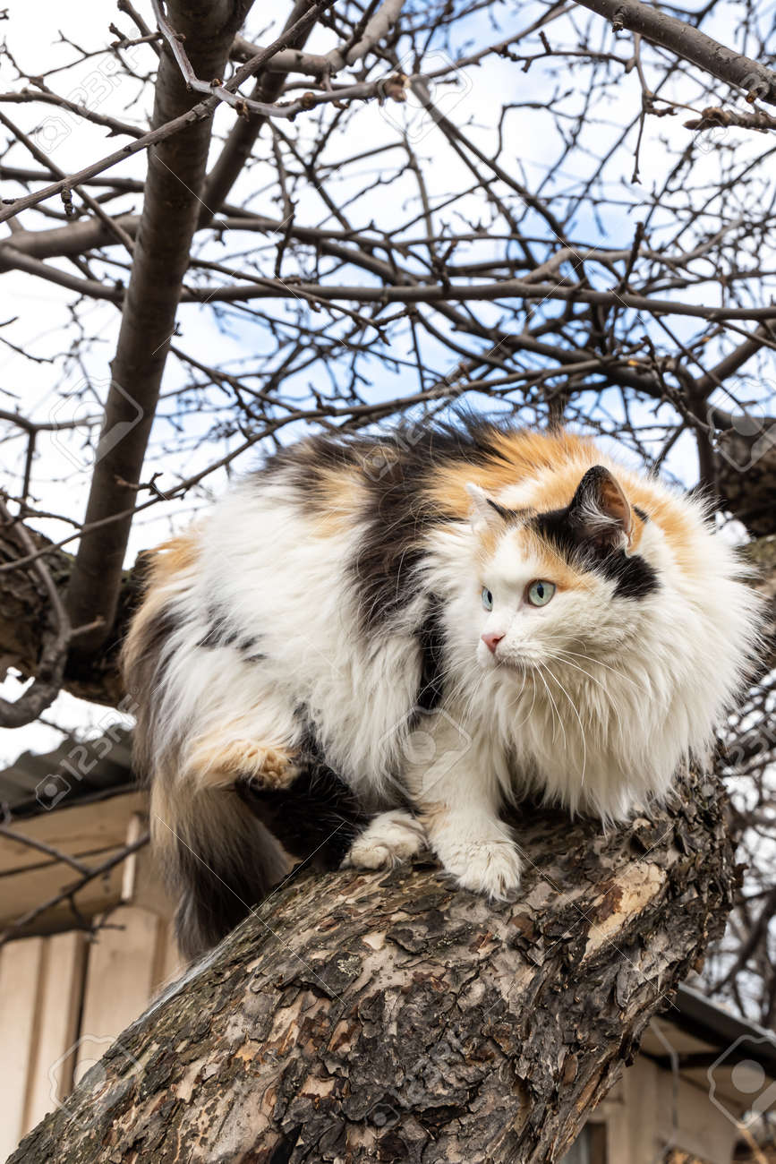 A beautiful adult long hair black white and red cat with big blue eyes scrambles on a tree - 168626995 A beautiful adult long hair black white and red cat with big blue eyes scrambles on a tree - 168626995