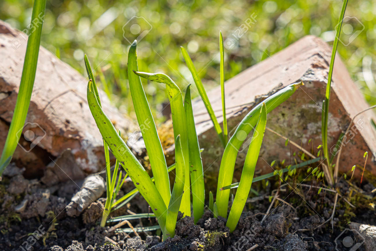 The Green onion grows on a blurred background in a garden in summer - 168627005 The Green onion grows on a blurred background in a garden in summer - 168627005
