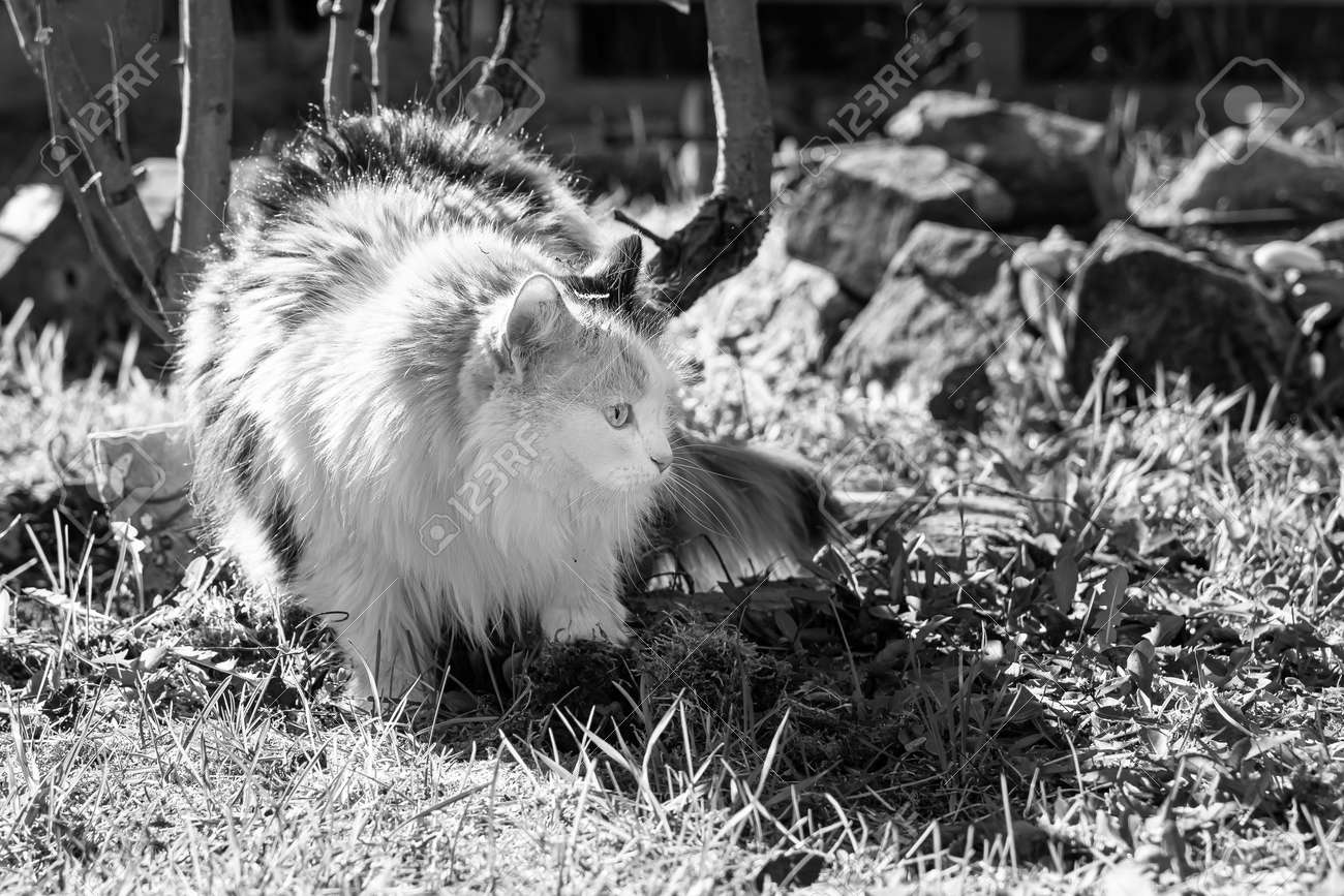 A Beautiful adult long hair black and white cat with big eyes is on the grass in sunny summer day - 168627058 A Beautiful adult long hair black and white cat with big eyes is on the grass in sunny summer day - 168627058