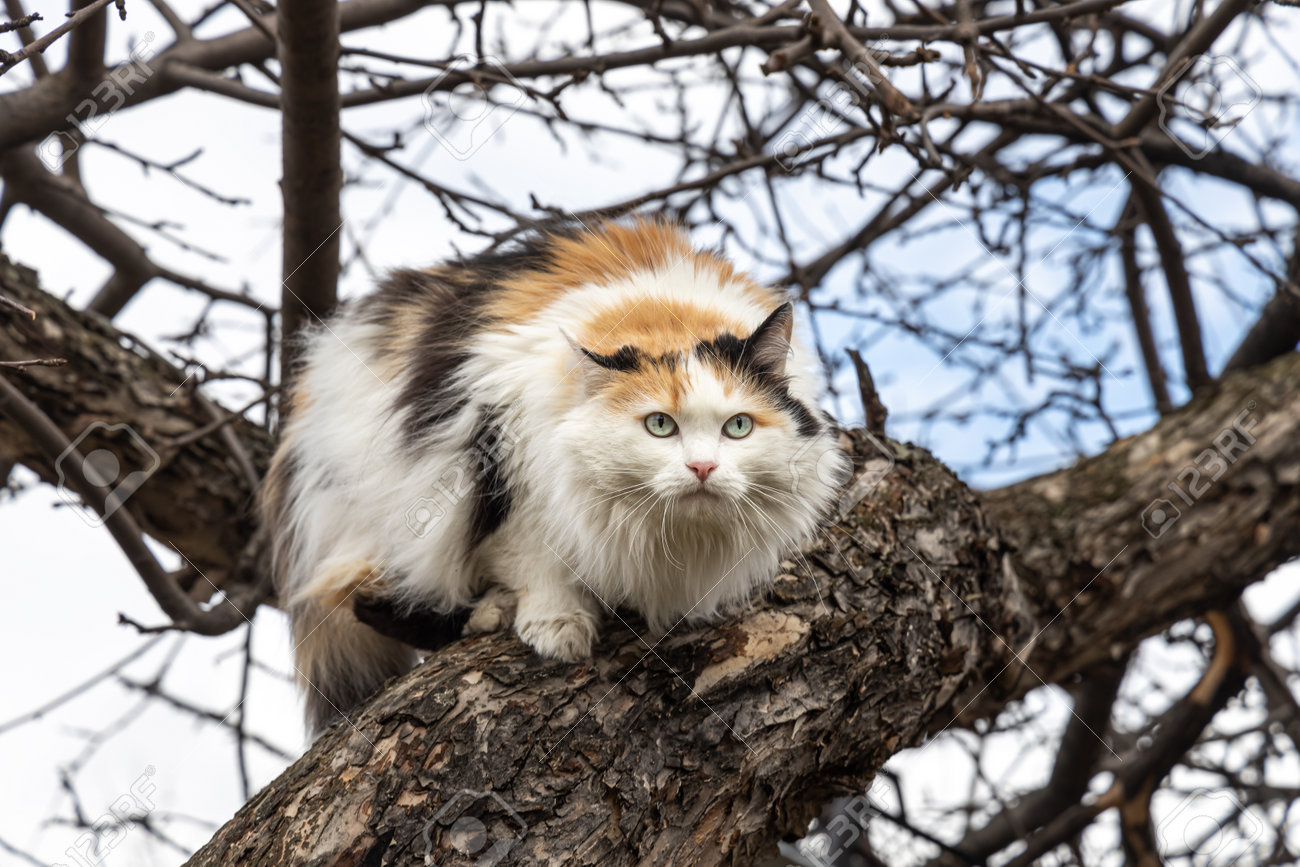 A beautiful adult long hair black white and red cat with big blue eyes scrambles on a tree - 168627060 A beautiful adult long hair black white and red cat with big blue eyes scrambles on a tree - 168627060