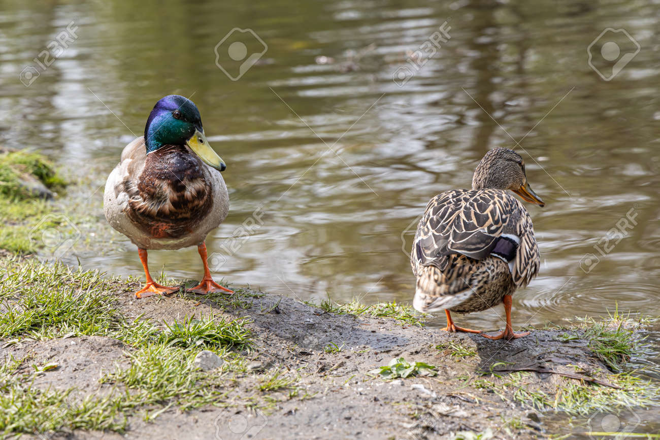A Pair of gray and Brown adult ducks with yellow nose are by a pond in the park in summer - 169319570 A Pair of gray and Brown adult ducks with yellow nose are by a pond in the park in summer - 169319570