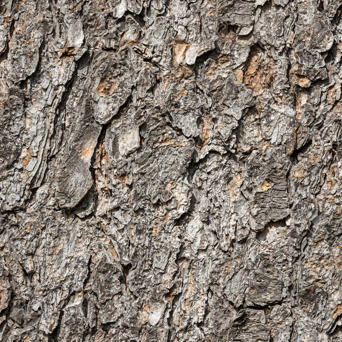 A Seamless pattern of texture of brown bark of old tree with knots and cracks is in the photo - 169319572 A Seamless pattern of texture of brown bark of old tree with knots and cracks is in the photo - 169319572