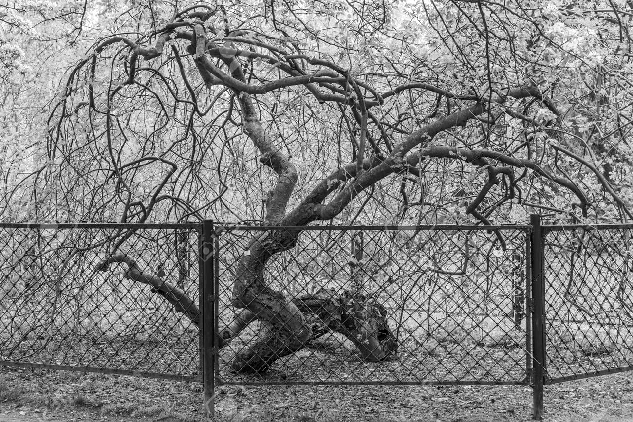 The Branchy rowan tree with fresh leaves is behind a metal fence in the park in spring. Black and white - 169319592 The Branchy rowan tree with fresh leaves is behind a metal fence in the park in spring. Black and white - 169319592