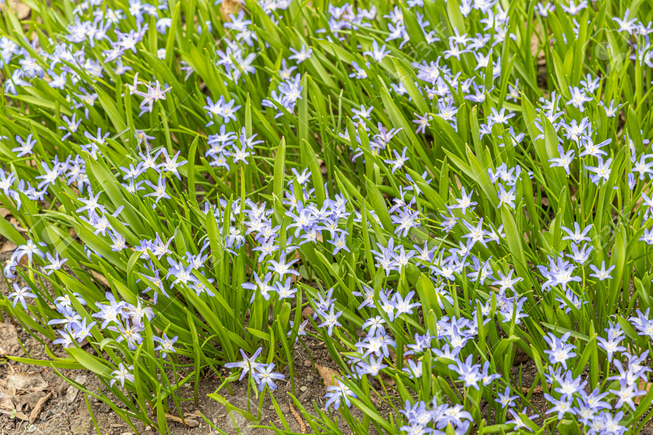 The Blue scilla flowers with beautiful green leaves bloom in spring in the garden - 169319659 The Blue scilla flowers with beautiful green leaves bloom in spring in the garden - 169319659