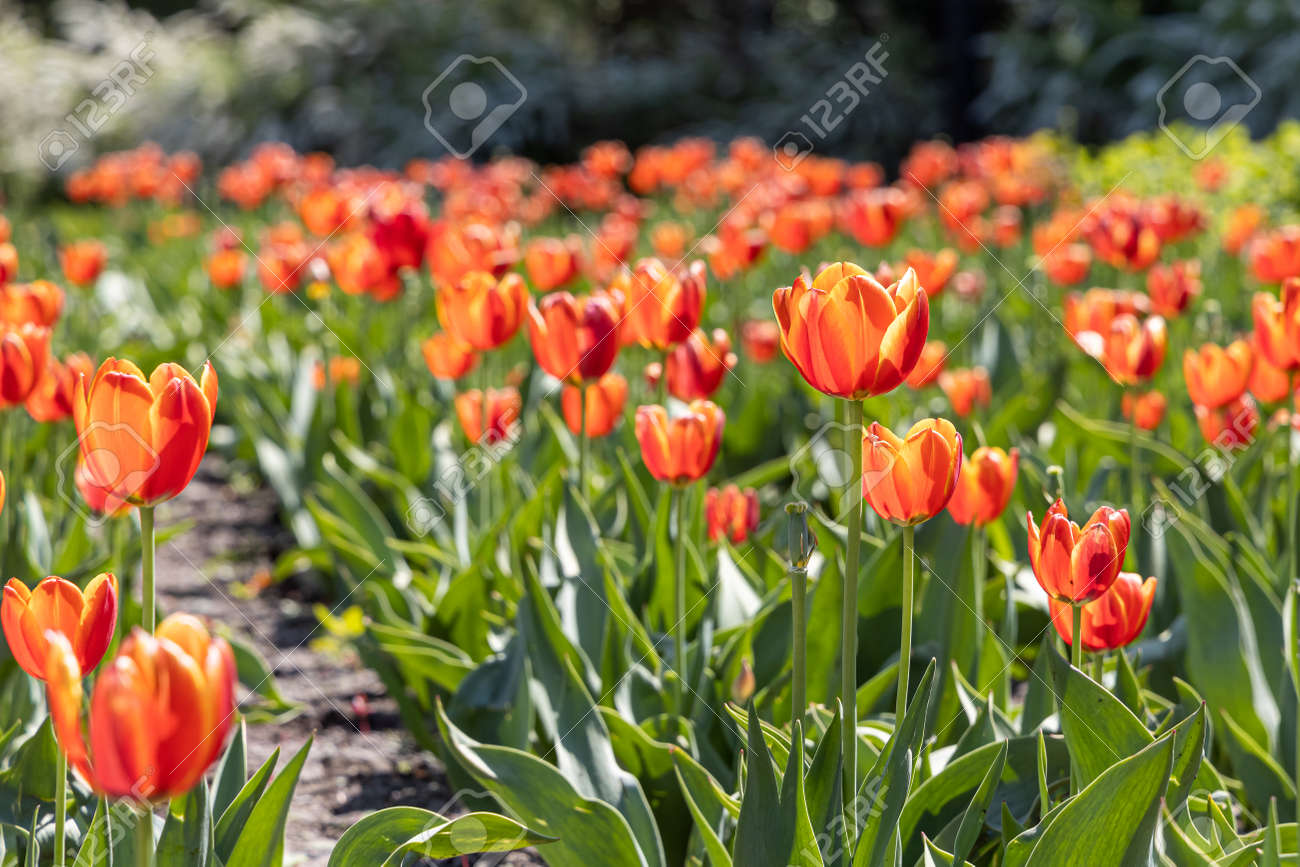 Group of Orange tulips with stamens and pestle is on a blurred green background - 170100937 Group of Orange tulips with stamens and pestle is on a blurred green background - 170100937