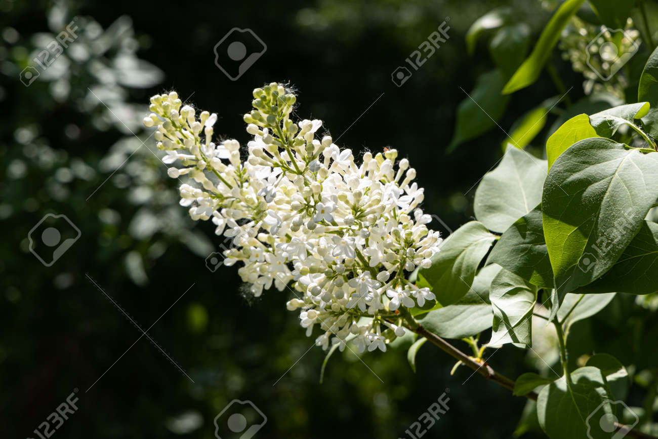 A branch of white lilac with green leaves and buds blooms on a green blurred background in summer - 170076298 A branch of white lilac with green leaves and buds blooms on a green blurred background in summer - 170076298