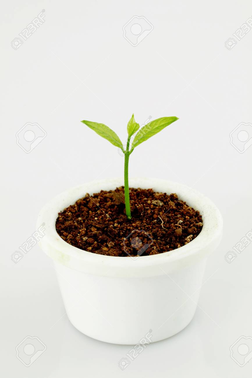 Bebe Plante Qui Pousse Dans Une Vie En Pot Nouvelle Banque D Images Et Photos Libres De Droits Image