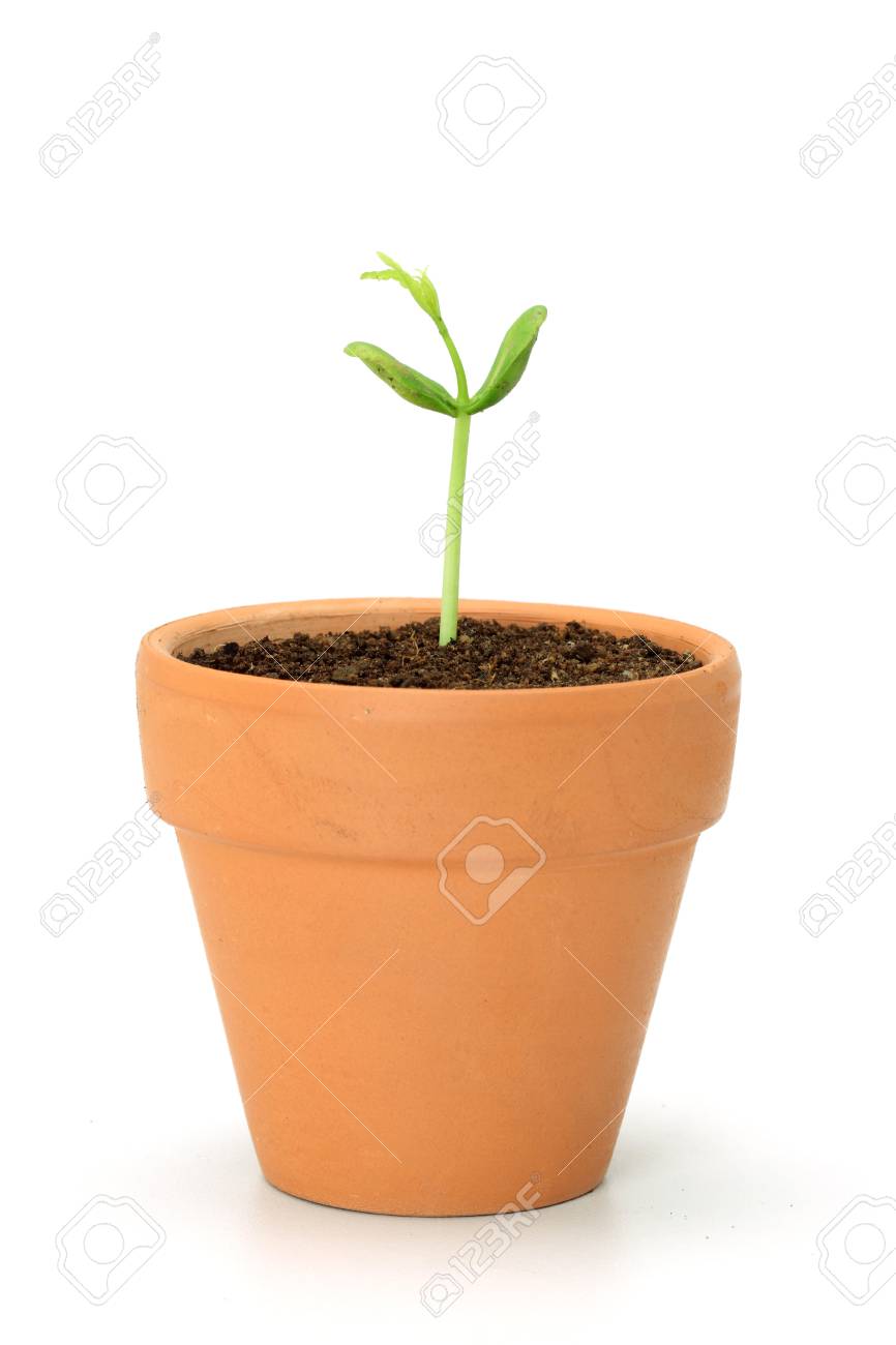 Bebe Plante Qui Pousse Dans Une Vie En Pot Nouvelle Banque D Images Et Photos Libres De Droits Image 2285 Bebe Plante Qui Pousse Dans Une Vie En Pot Nouvelle Banque D Images Et Photos Libres De Droits Image 2285