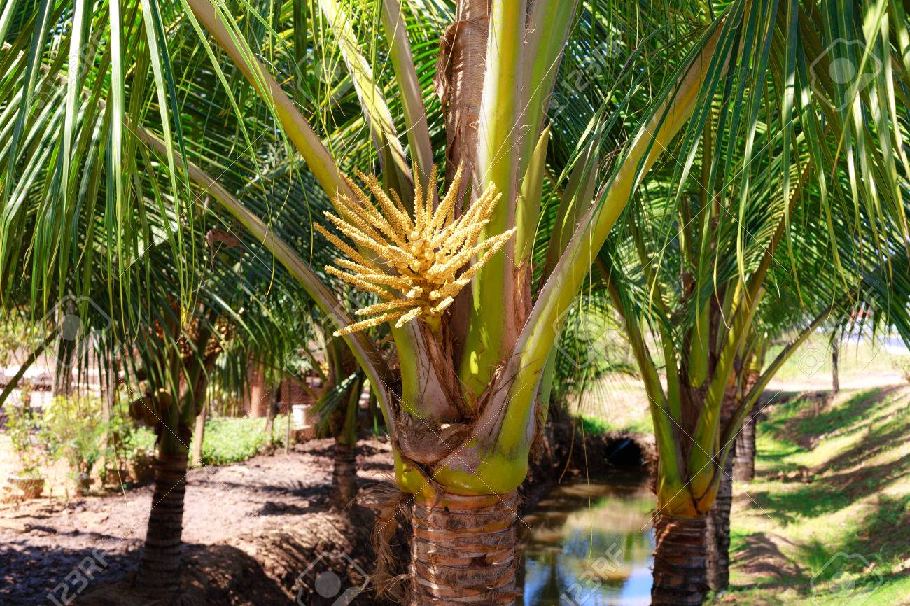 coconut palm tree flower
