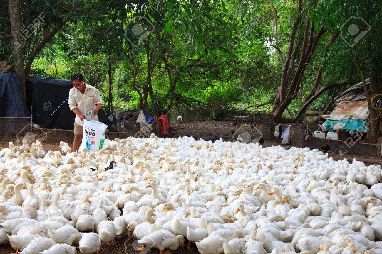 ビンズオン省省ベトナムの地域のアヒル農場でベトナムのビンズオン省都市 15 年 5 月 30 日 農家飼育鴨鴨鴨食べてふすまが高収量を迅速に成長 の写真素材 画像素材 Image ビンズオン省省ベトナムの地域のアヒル農場でベトナムのビンズオン省都市 15 年 5 月 30 日 農家飼育鴨鴨鴨食べてふすまが高収量を迅速に成長 の写真素材 画像素材 Image