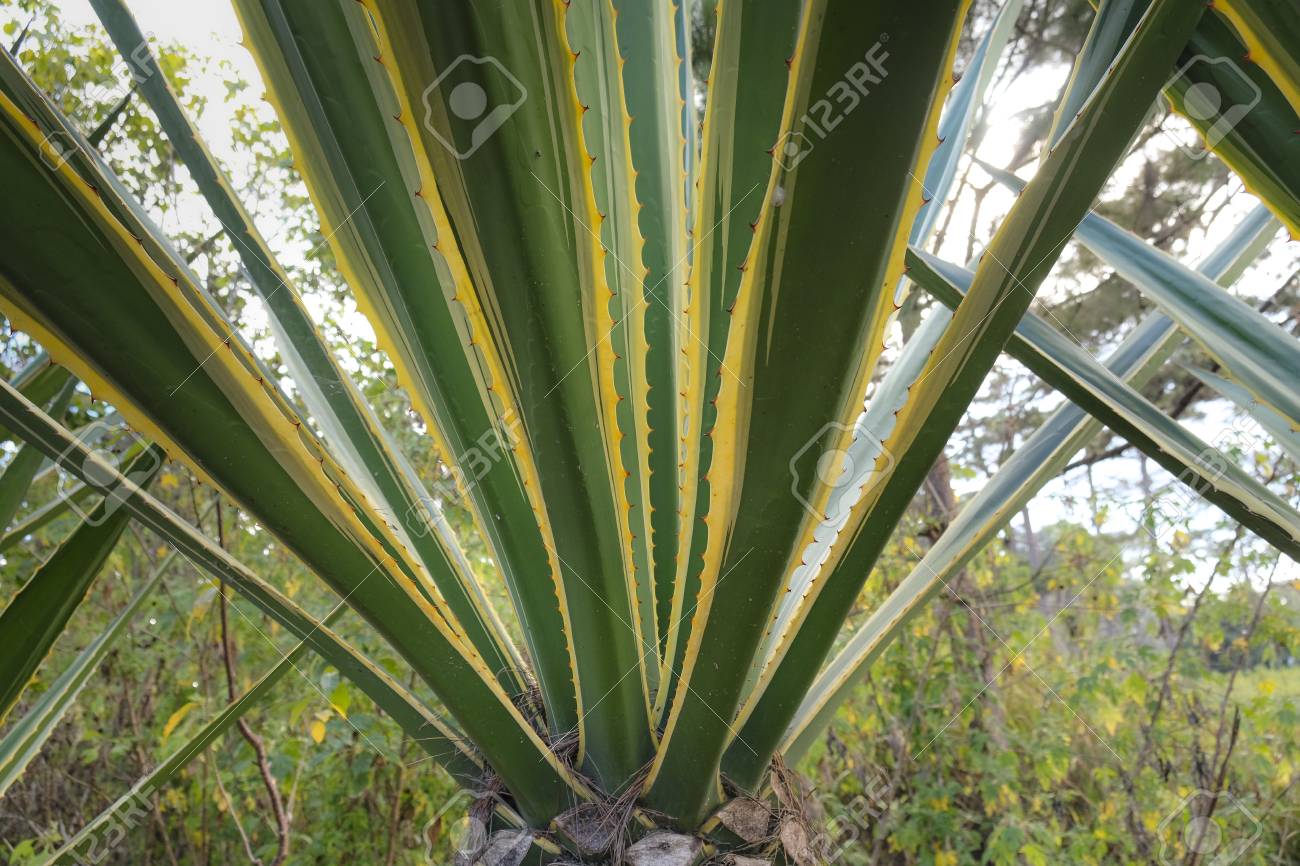 precio plantas de agave azul