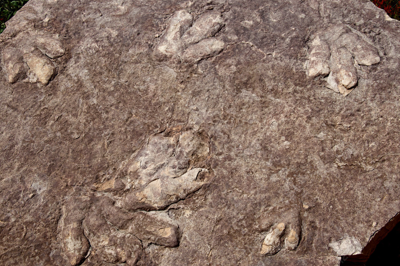 Dinosaur Fossil Footprints At Lake Powell Between Arizona And ...