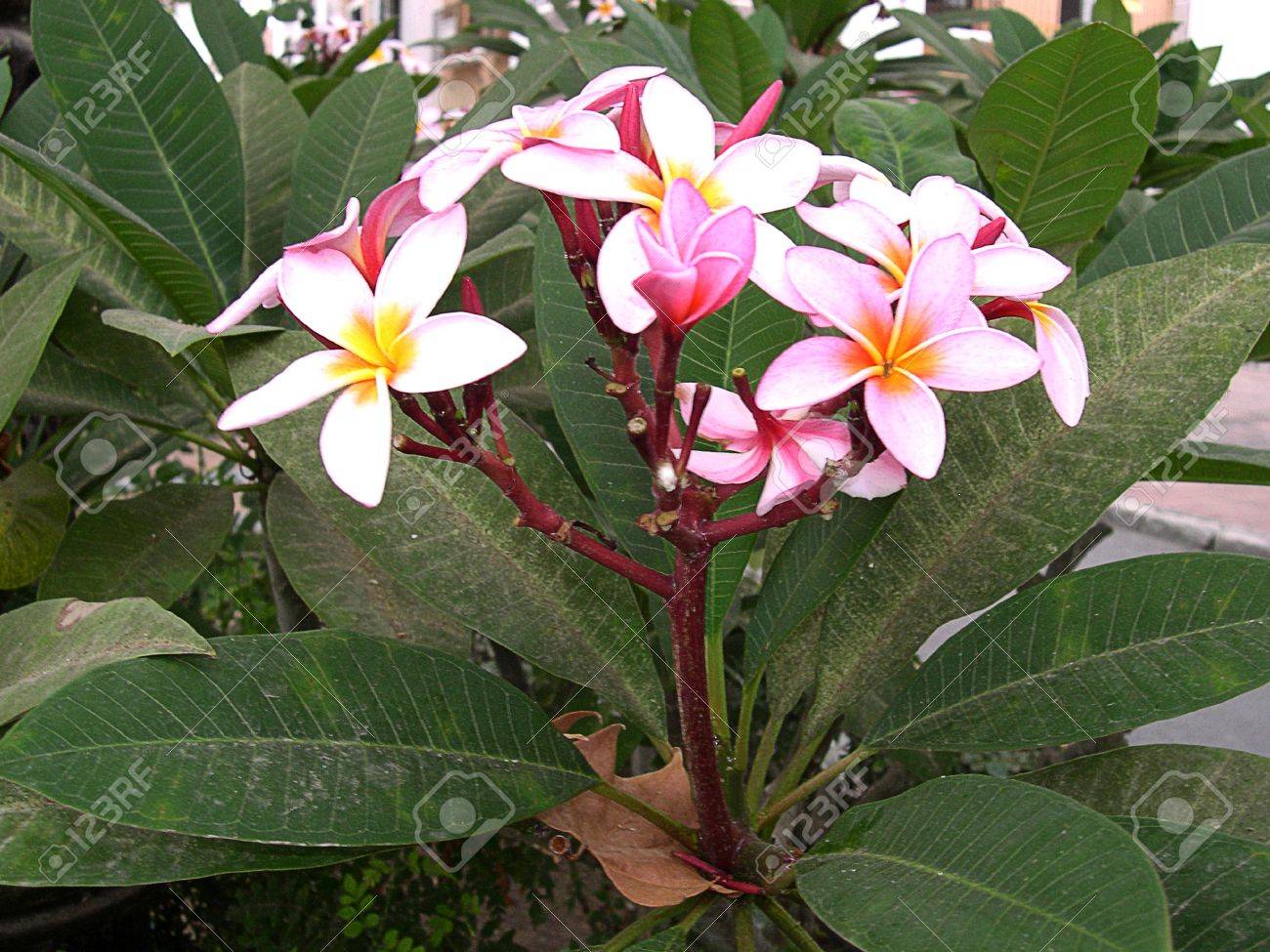 スペイン アンダルシアのネルハの熱帯の花 の写真素材 画像素材 Image