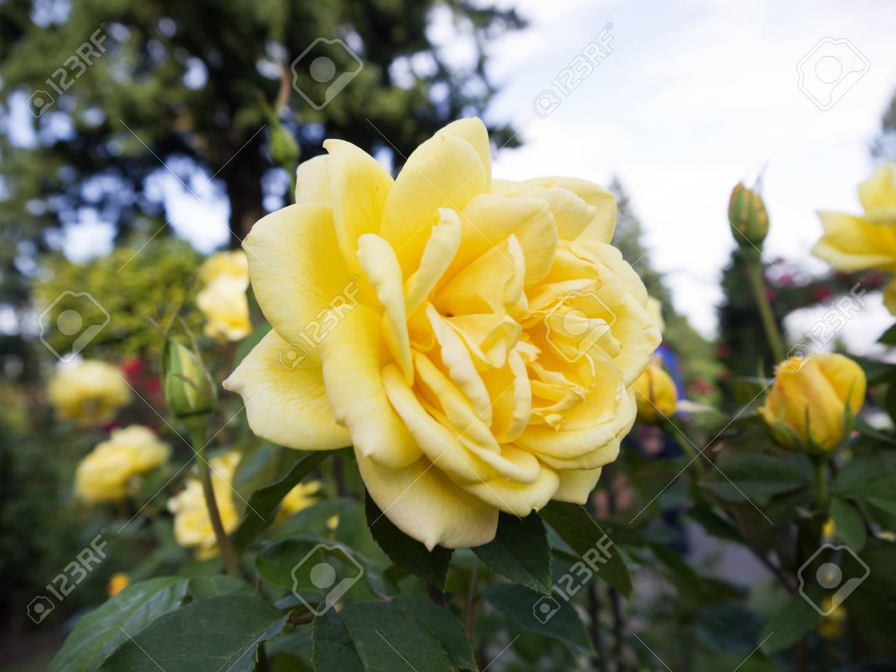 Rose In Washington Park International Rose Test Garden In Portland - 