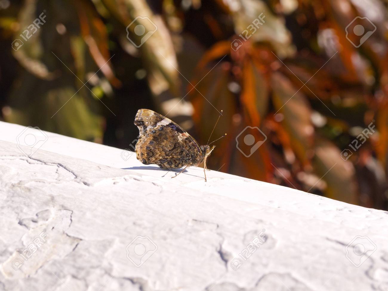 etiam-dictum-ipsum-a-felis