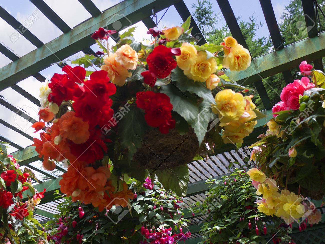 カナダのブリティッシュコロンビア州バンクーバー島ビクトリア周辺ブッチャート ガーデンで花を表示 の写真素材 画像素材 Image