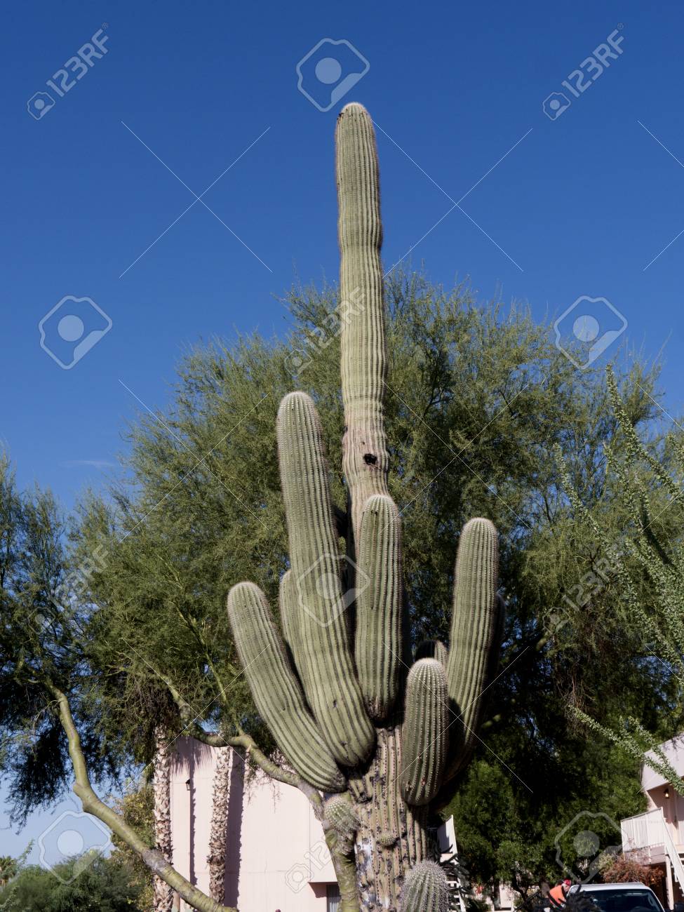 伝道サボテン 【公式通販】