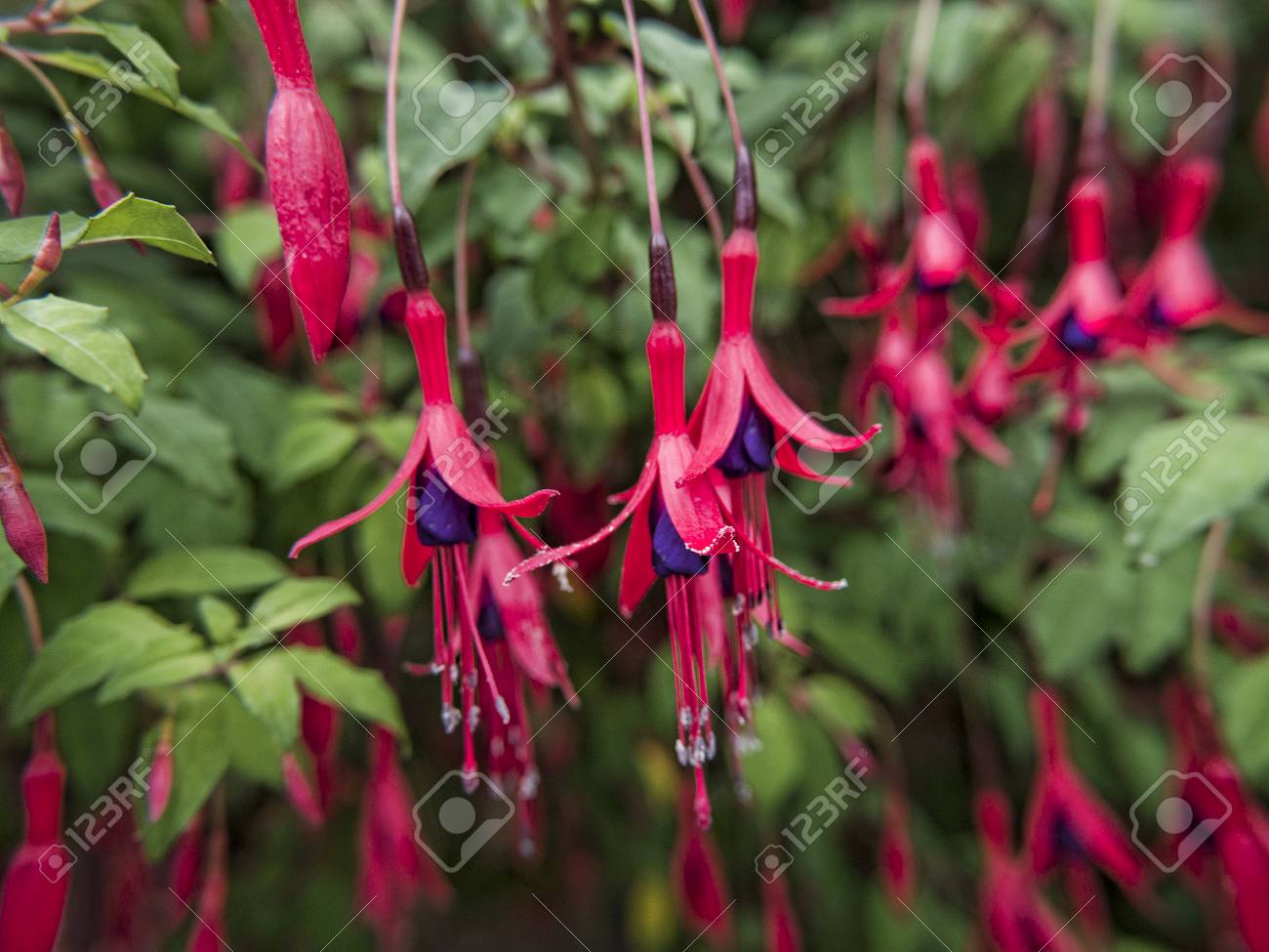 etiam-dictum-ipsum-a-felis