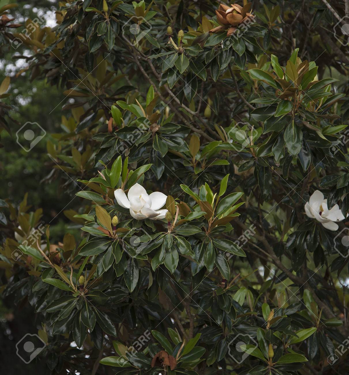 マグノリアの木アメリカ合衆国ニューオーリンズ ルイジアナの都市公園 の写真素材 画像素材 Image