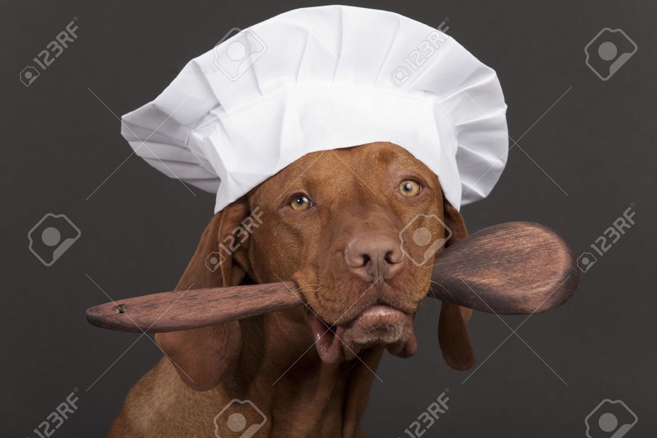vizsla hat