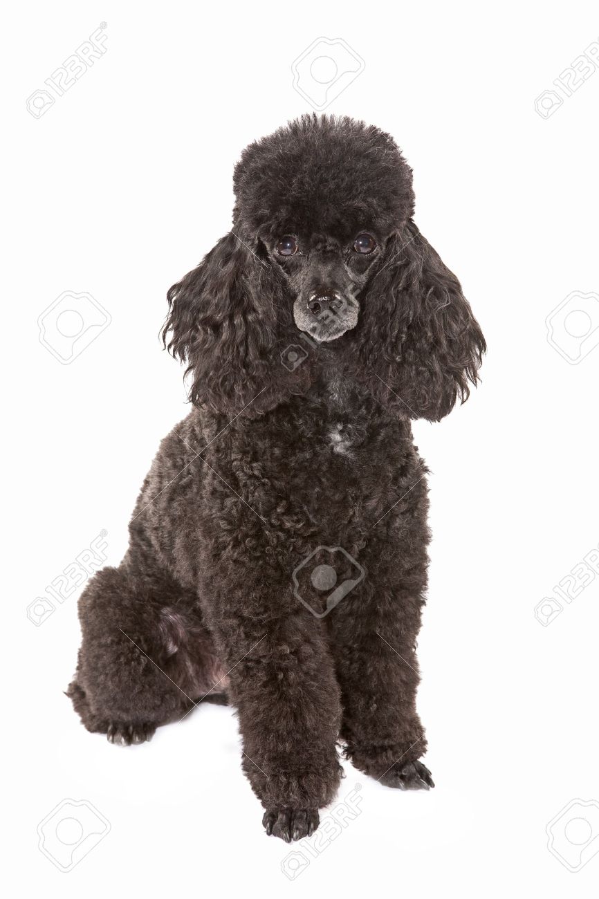 black miniature poodle