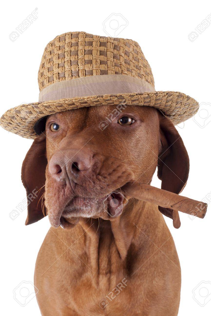 vizsla hat