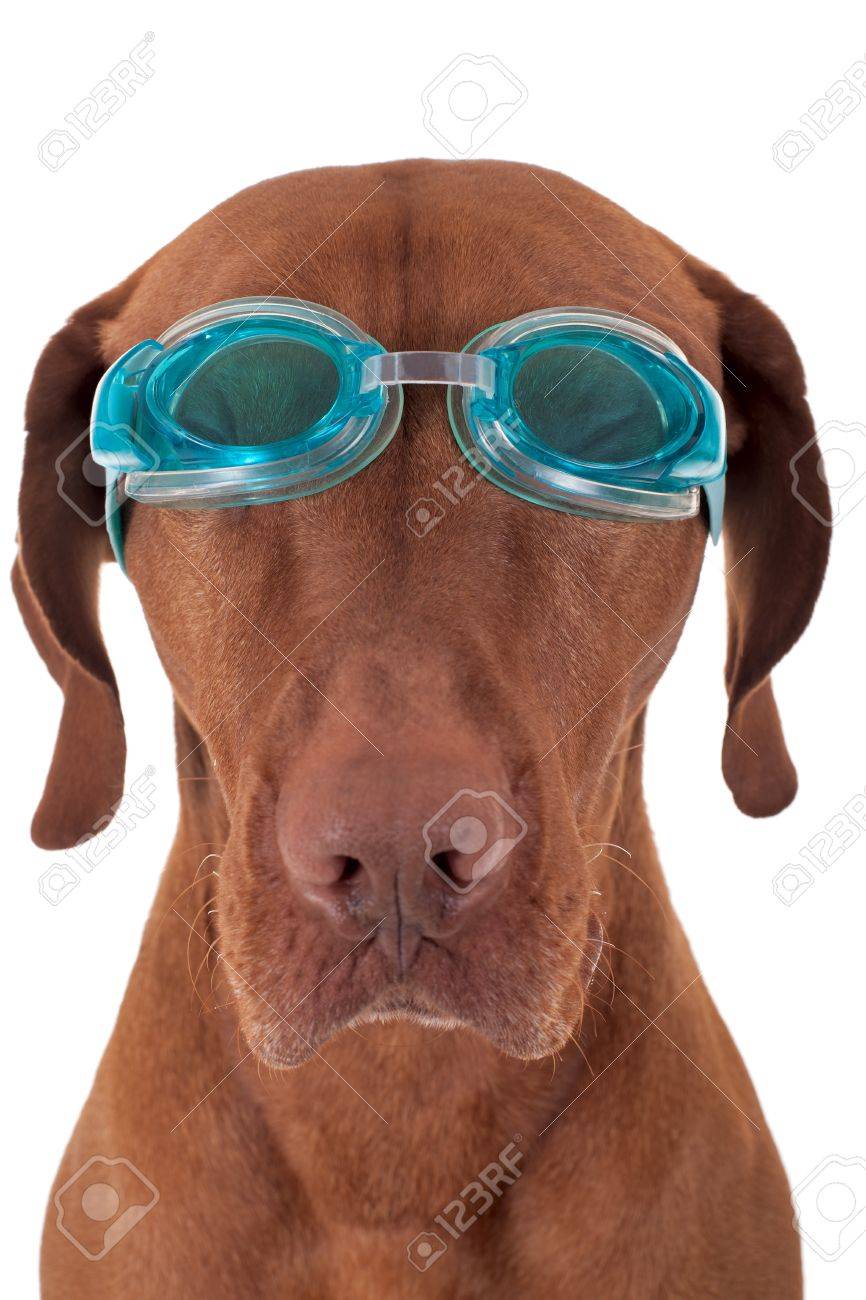 dog in swimming goggles