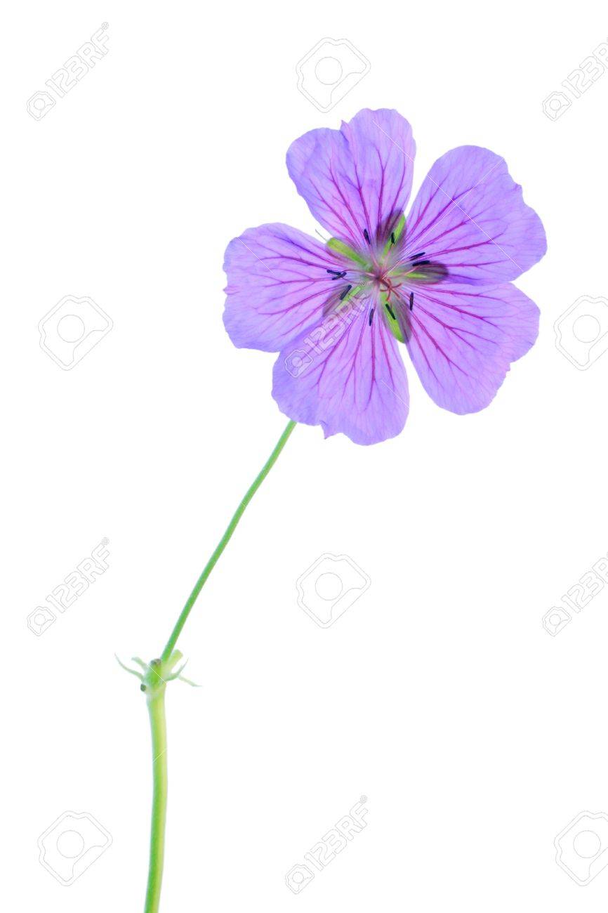 single geranium