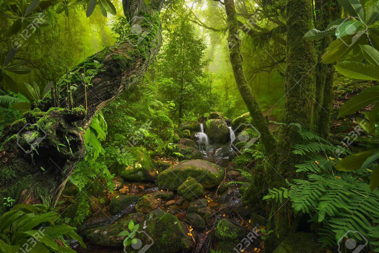 アジアの熱帯雨林ジャングルの写真素材・画像素材 Image 91173438