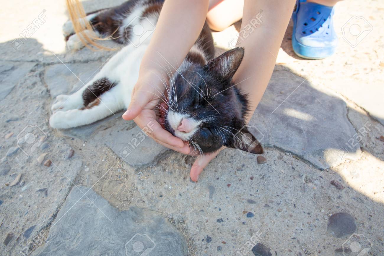 Hands Of Little Girl Five Years Old Child Caressing Or Stroking White And Black Cat Face And Mustaches On The Street Ground Stock Photo Picture And Royalty Free Image Image 114635163