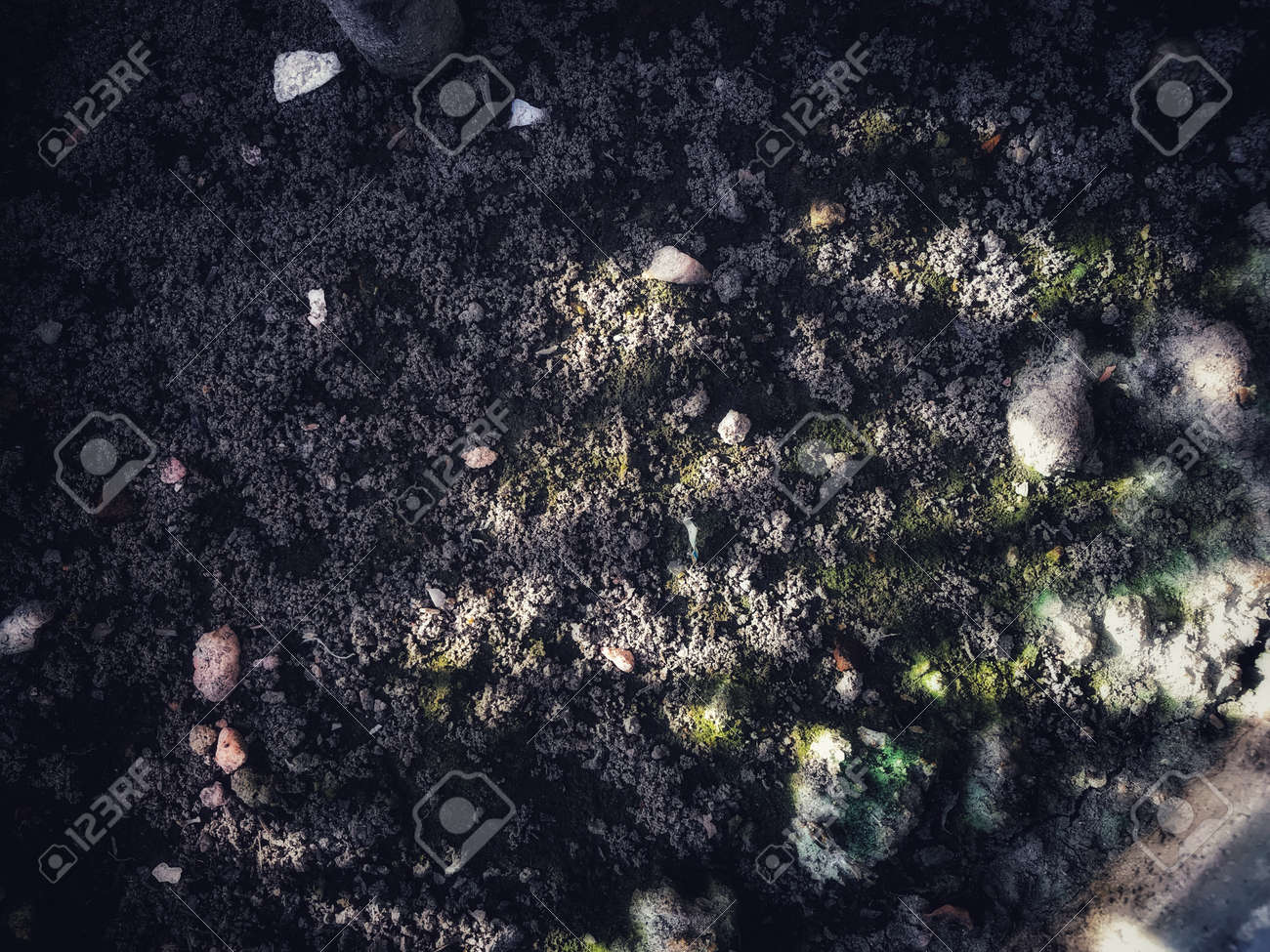 etiam-dictum-ipsum-a-felis