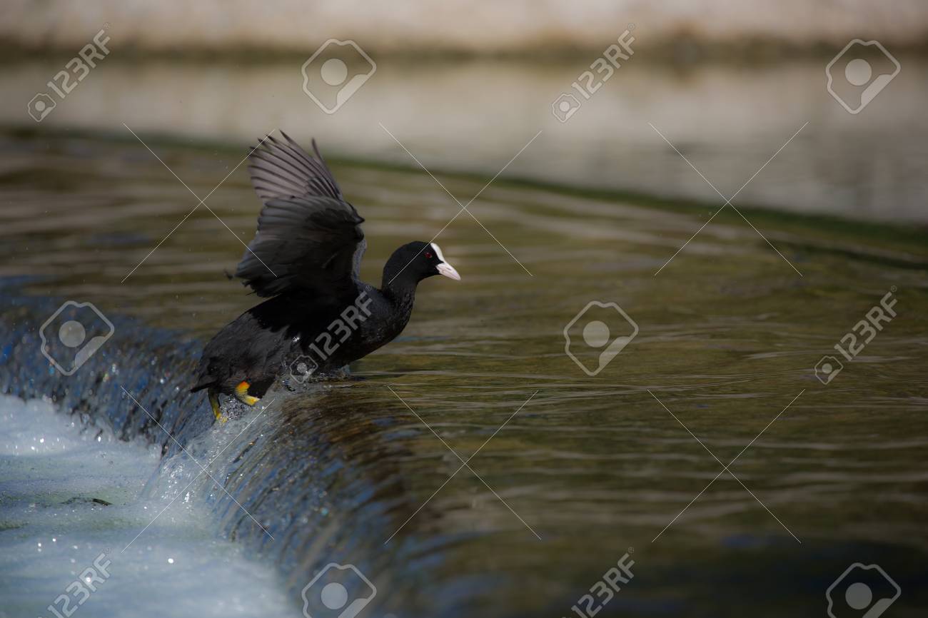 etiam-dictum-ipsum-a-felis