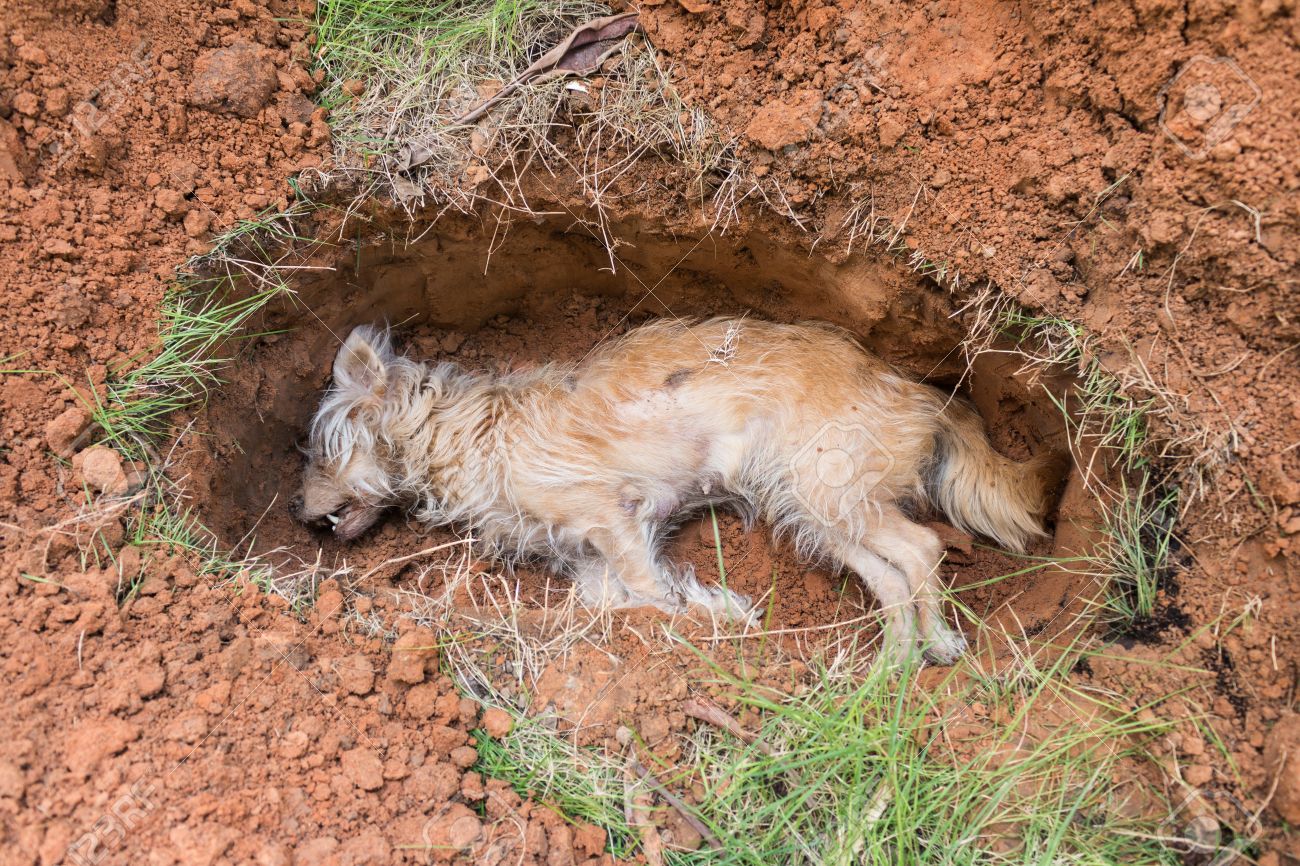 Dead Dog In Grave 免版權照片,圖片,畫像及圖片庫. Image 29857046