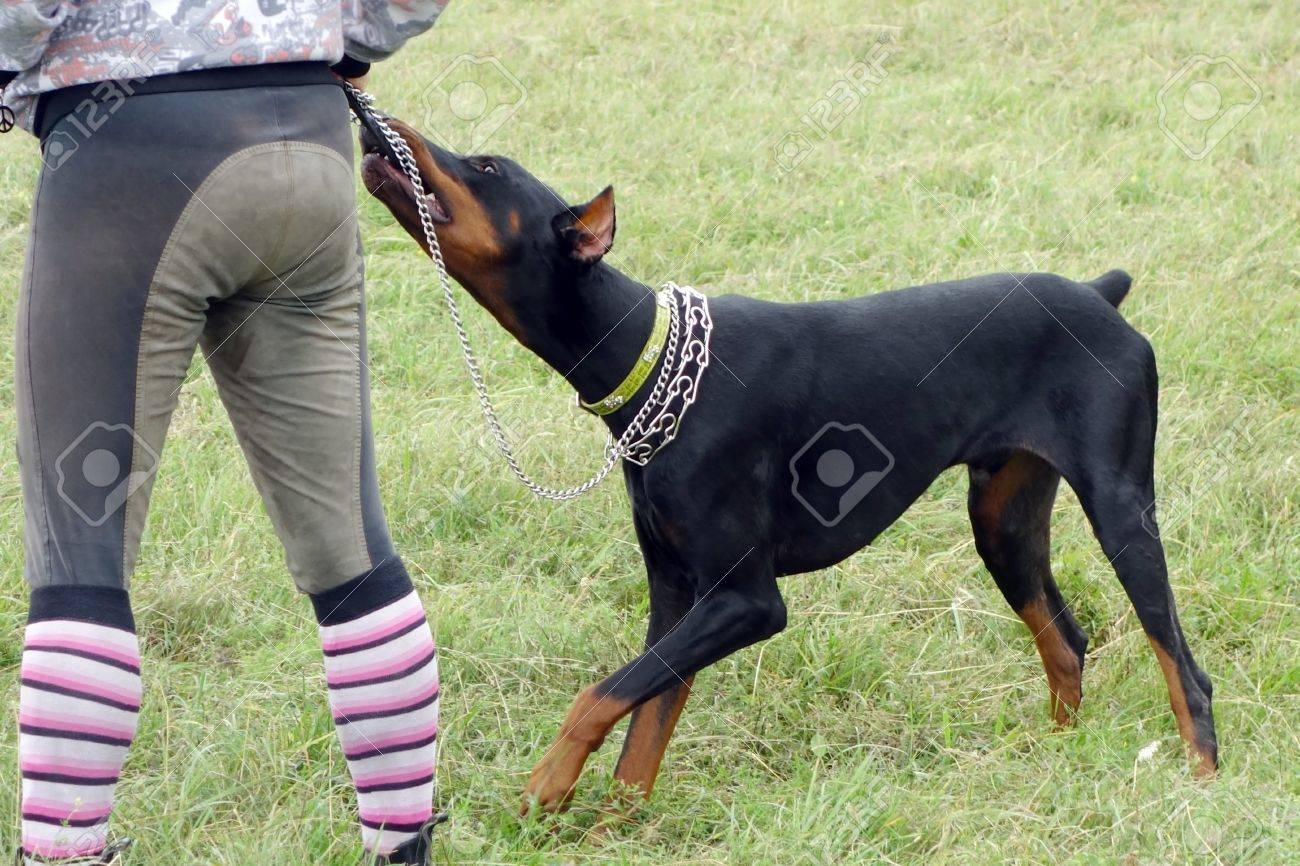 doberman leash