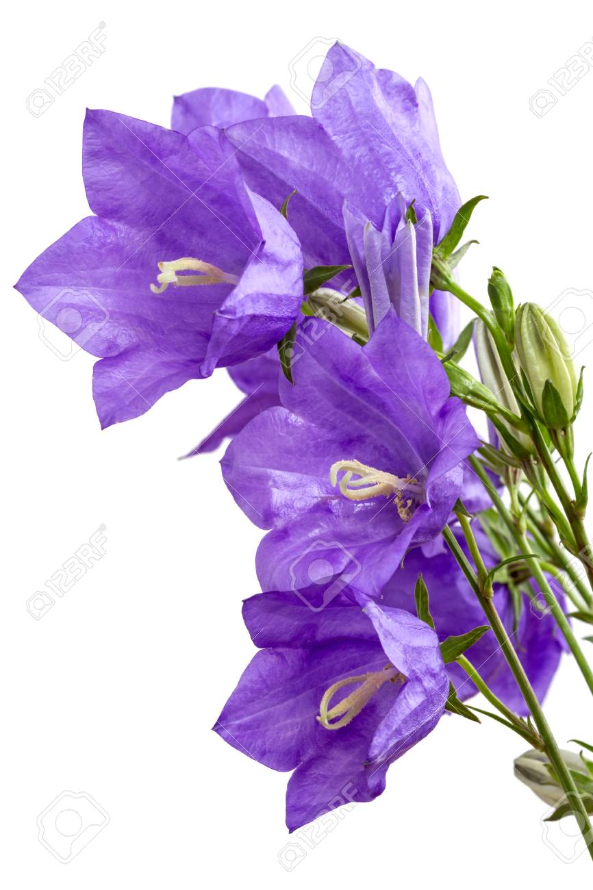 Campanula garden from the family of handbells Campanula garden from the family of handbells