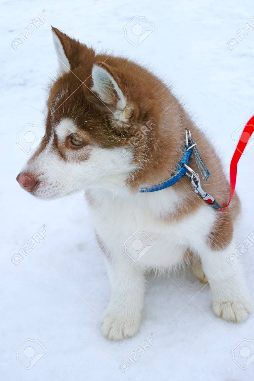 quality siberian husky