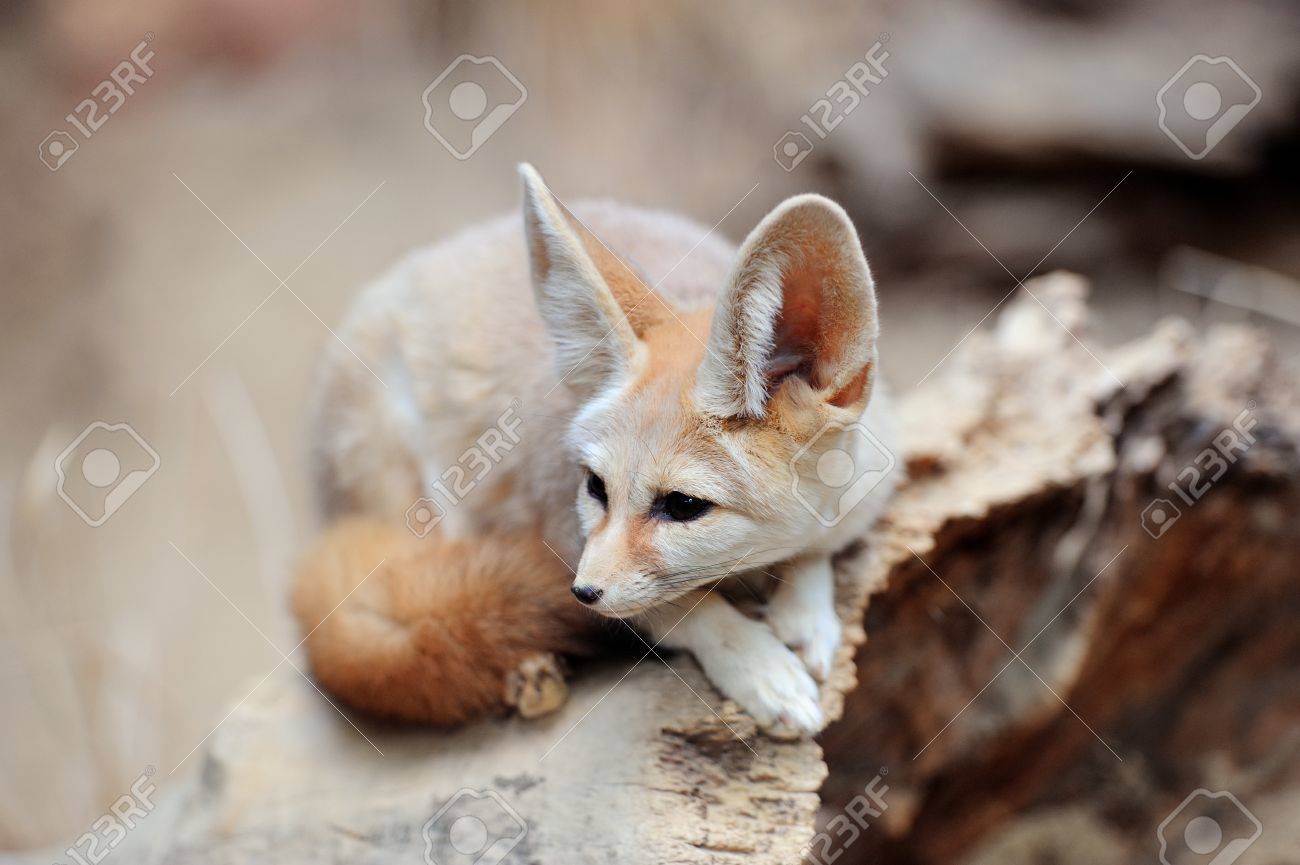 Bebe Renard A Chicago Zoo Banque D Images Et Photos Libres De Droits Image