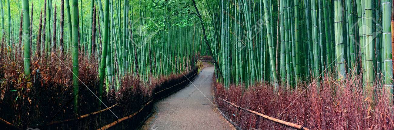 Bamboo Grove panorama in Arashiyama, Kyoto, Japan. - 39423970 Bamboo Grove panorama in Arashiyama, Kyoto, Japan. - 39423970