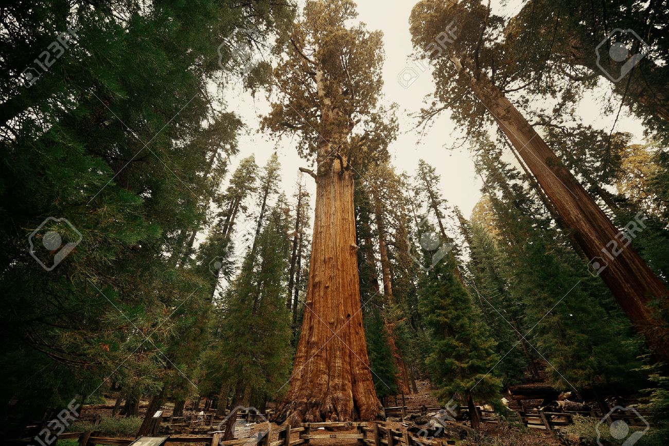 General Sherman Tree in Sequoia National Park - 43176319 General Sherman Tree in Sequoia National Park - 43176319