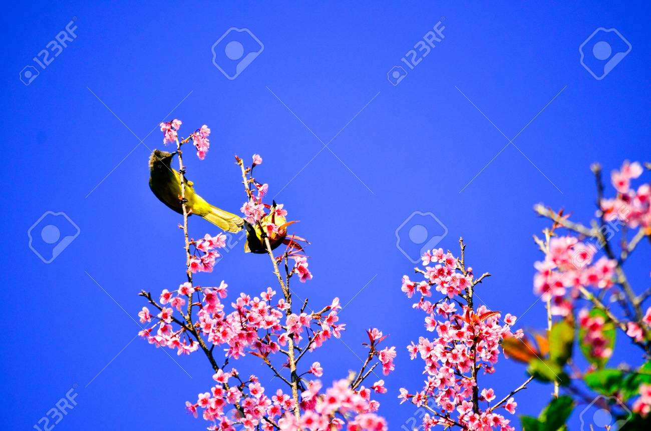 黄色の鳥は 紅白の花で甘い水を吸ってください の写真素材 画像素材 Image