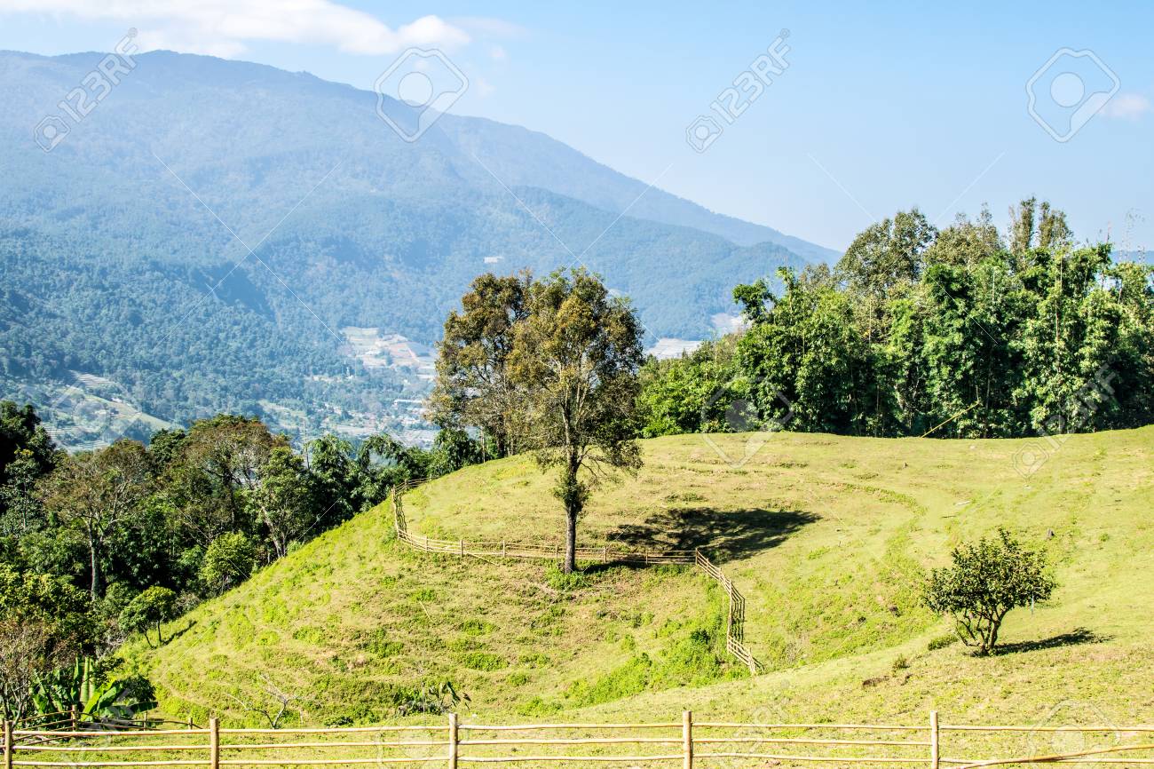 perennial trees lie in the middle of the meadow and the mountains