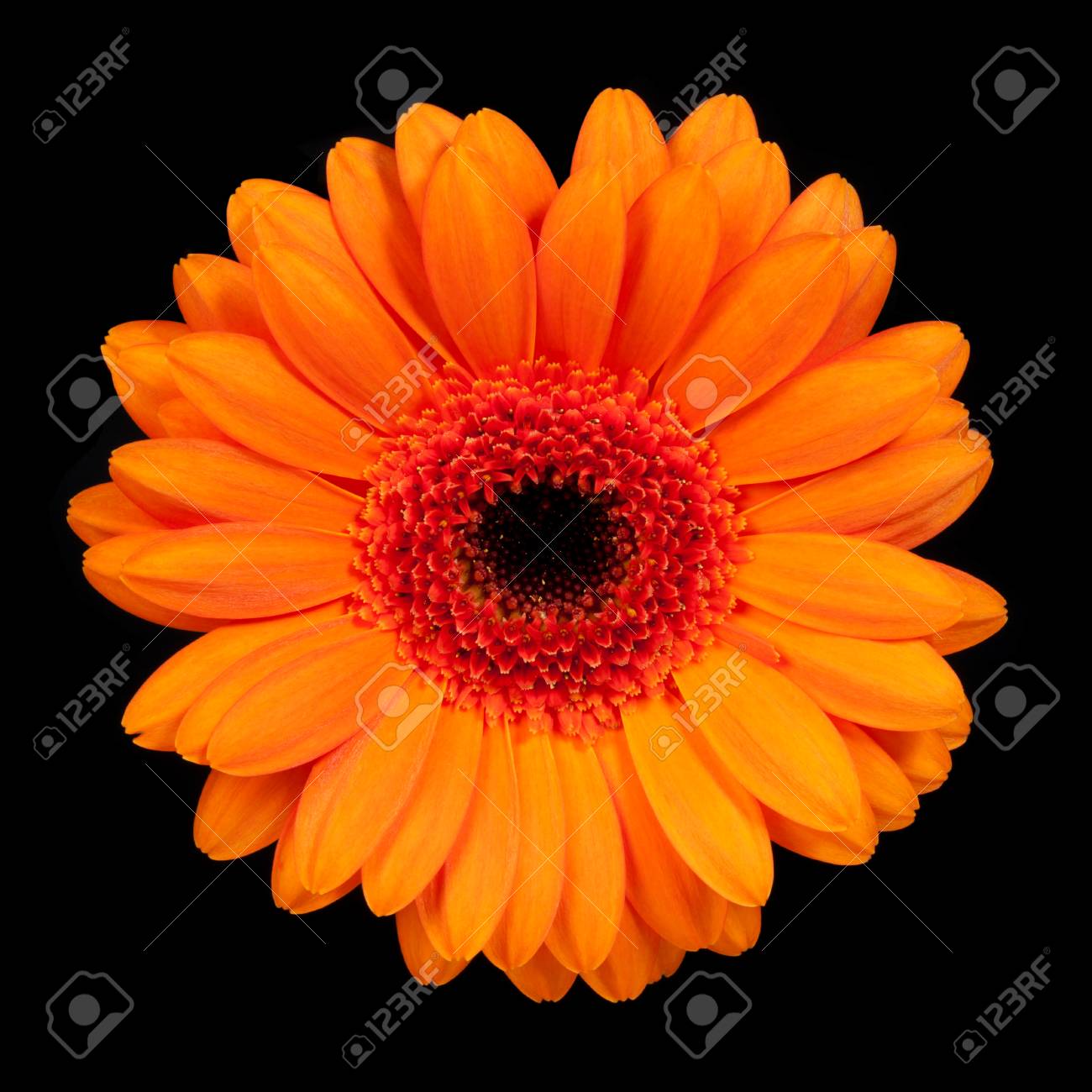 flor anaranjada del gerbera