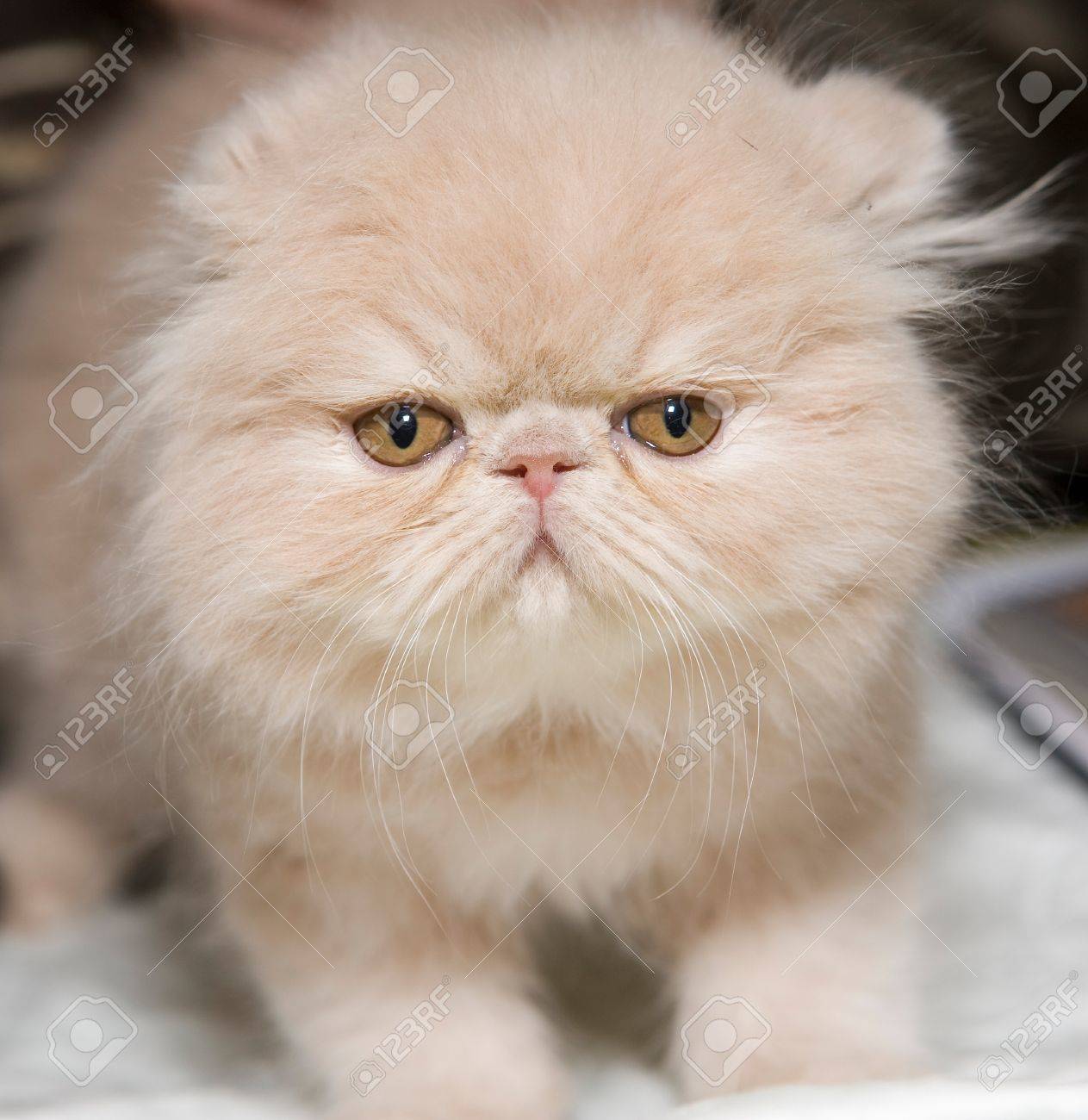 fluffy persian kittens