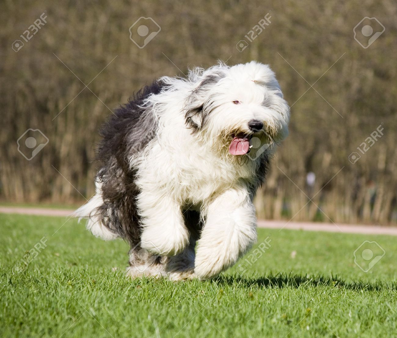 bully basset for sale