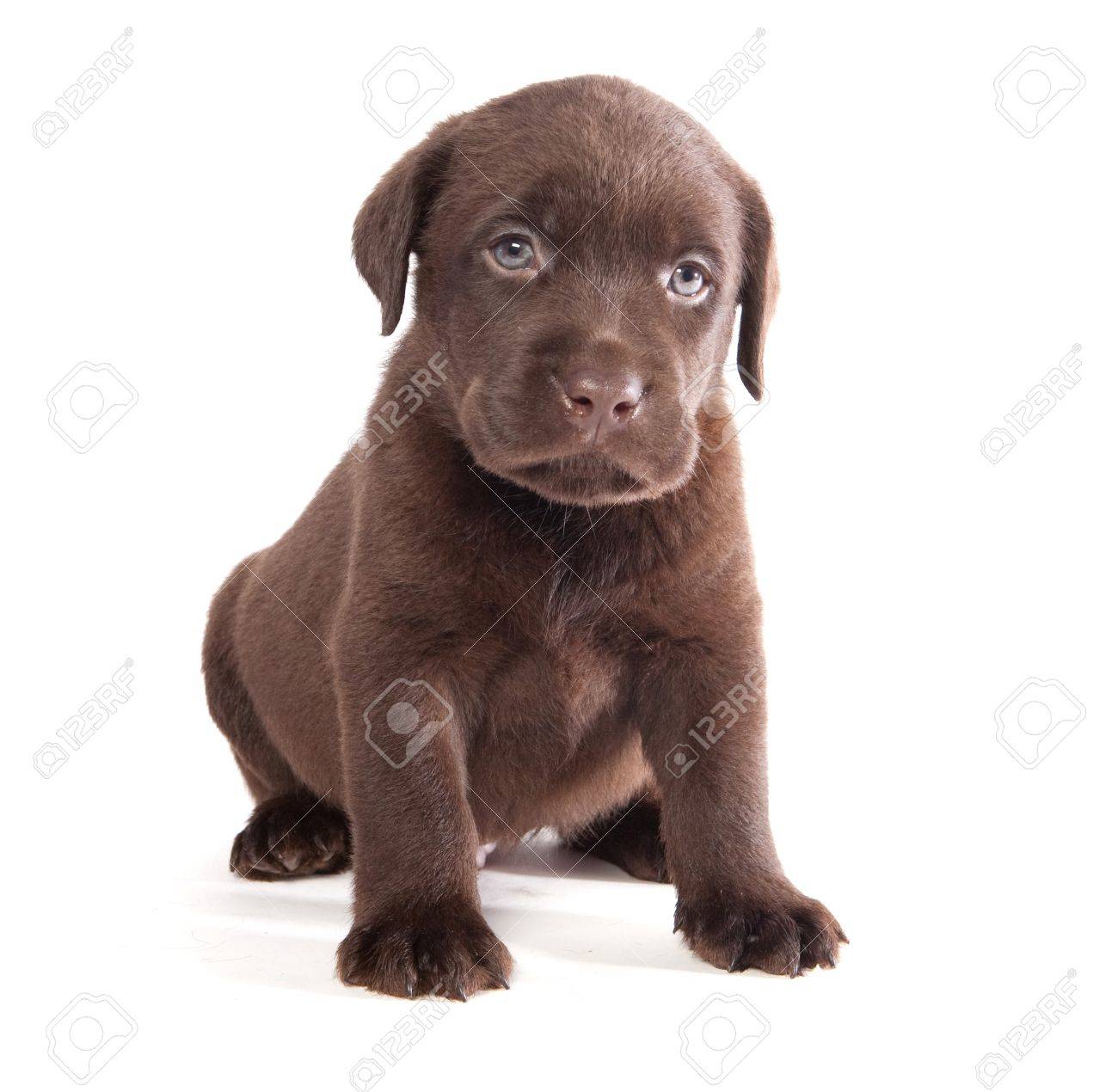 brown labrador puppy on