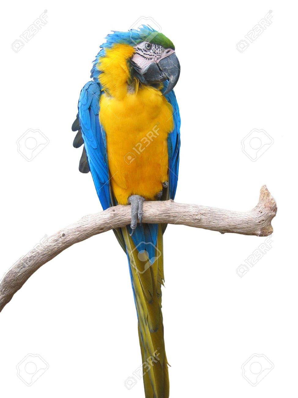 isolated macaw parrot in a tree branch stock photo picture and