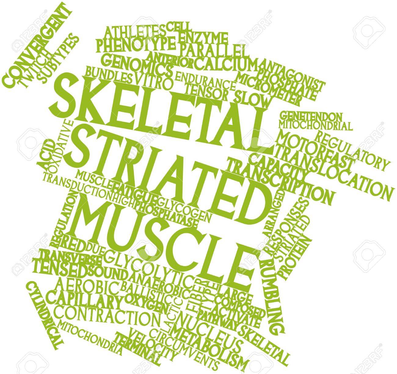 abstract word cloud for skeletal striated muscle with related