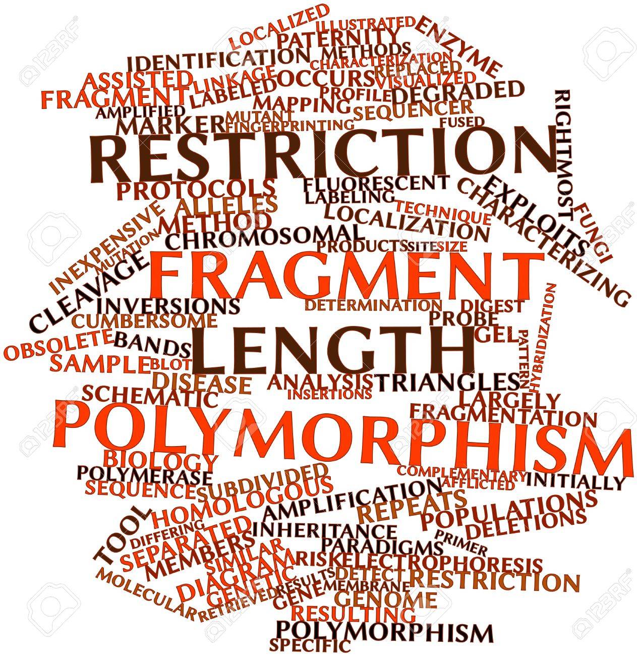 restriction fragment length polymorphism