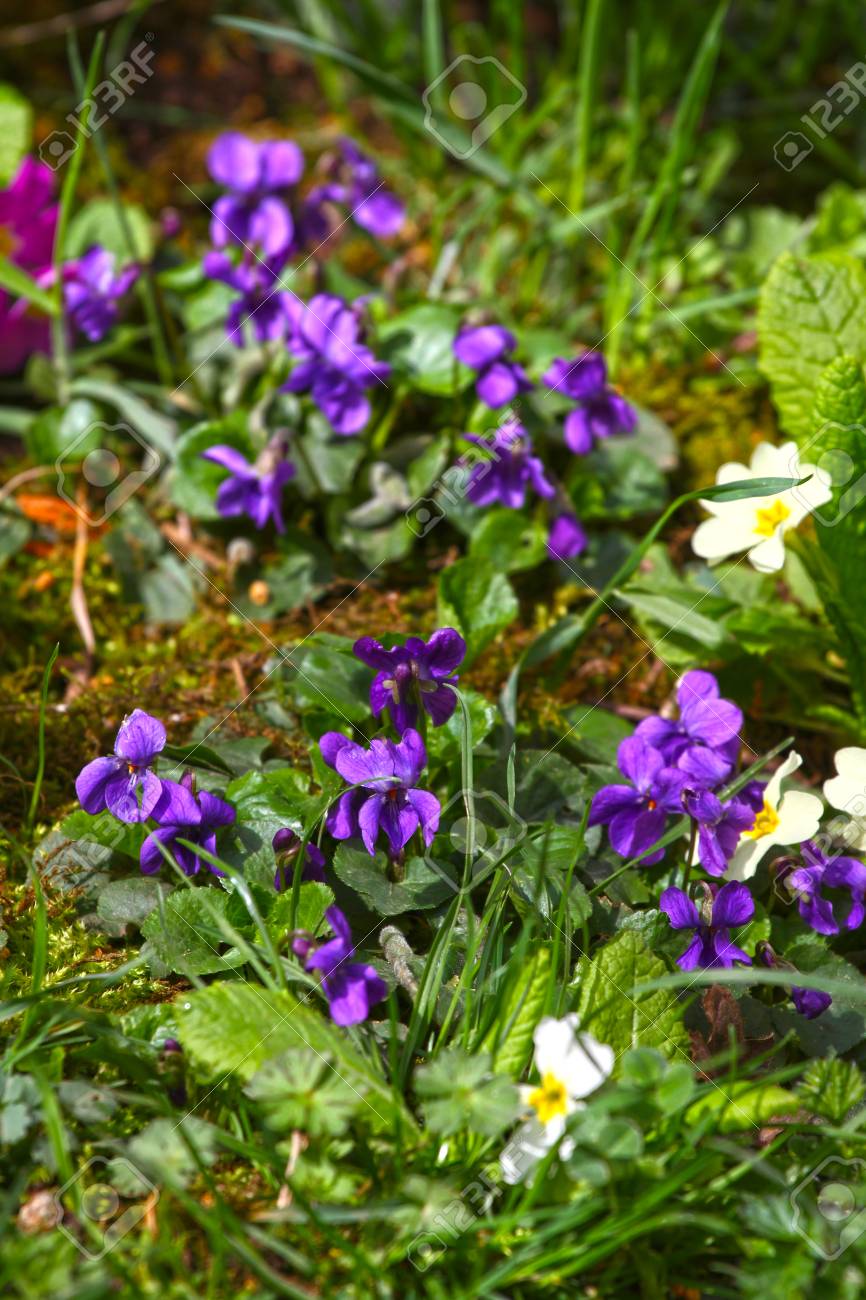 violet flower wild violets on a meadow in nature wild violets